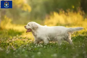 Read more about the article Clumber Spaniel breeders and puppies in Michigan