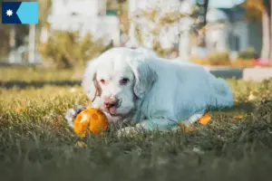 Read more about the article Clumber Spaniel breeders and puppies in Minnesota