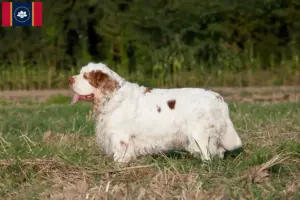 Read more about the article Clumber Spaniel breeders and puppies in Mississippi