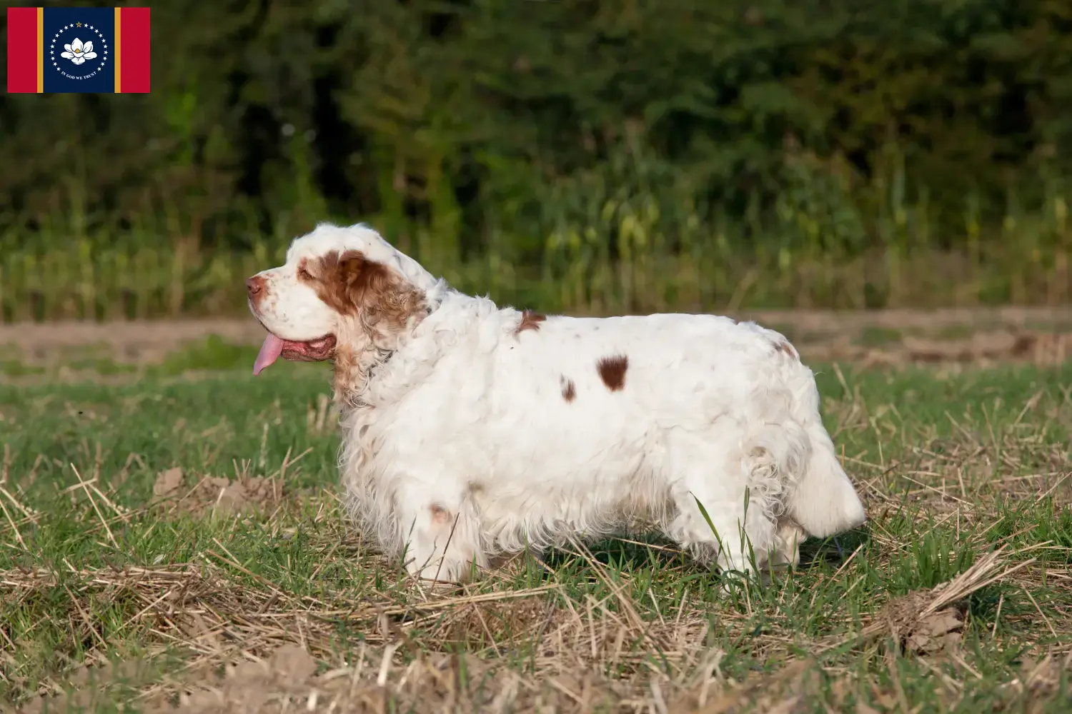 Clumber Spaniel puppies and breeders Mississippi Find Clumber Spaniels breeders in Mississippi.