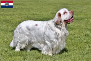 Read more about the article Clumber Spaniel breeders and puppies in Missouri