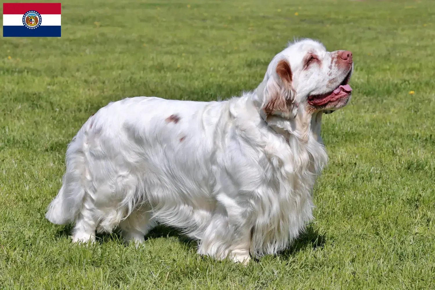 Clumber Spaniel puppies and breeders Missouri Find Clumber Spaniels breeders in Missouri.