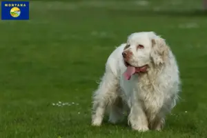 Read more about the article Clumber Spaniel breeders and puppies in Montana