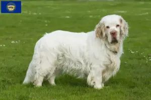 Read more about the article Clumber Spaniel breeders and puppies in Nebraska