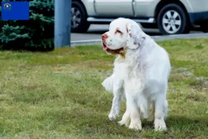 Read more about the article Clumber Spaniel breeders and puppies in Nevada