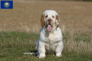 Read more about the article Clumber Spaniel breeders and puppies in New Hampshire