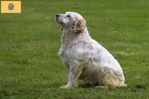 Read more about the article Clumber Spaniel breeders and puppies in New Jersey