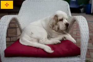 Read more about the article Clumber Spaniel breeders and puppies in New Mexico