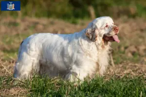 Read more about the article Clumber Spaniel breeders and puppies in New York