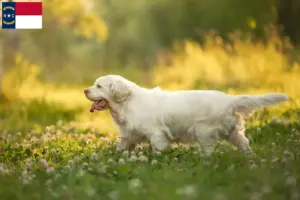 Read more about the article Clumber Spaniel breeders and puppies in North Carolina