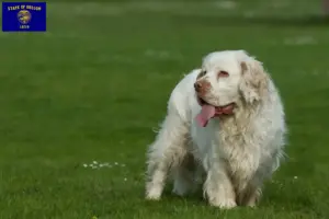 Read more about the article Clumber Spaniel breeders and puppies in Oregon