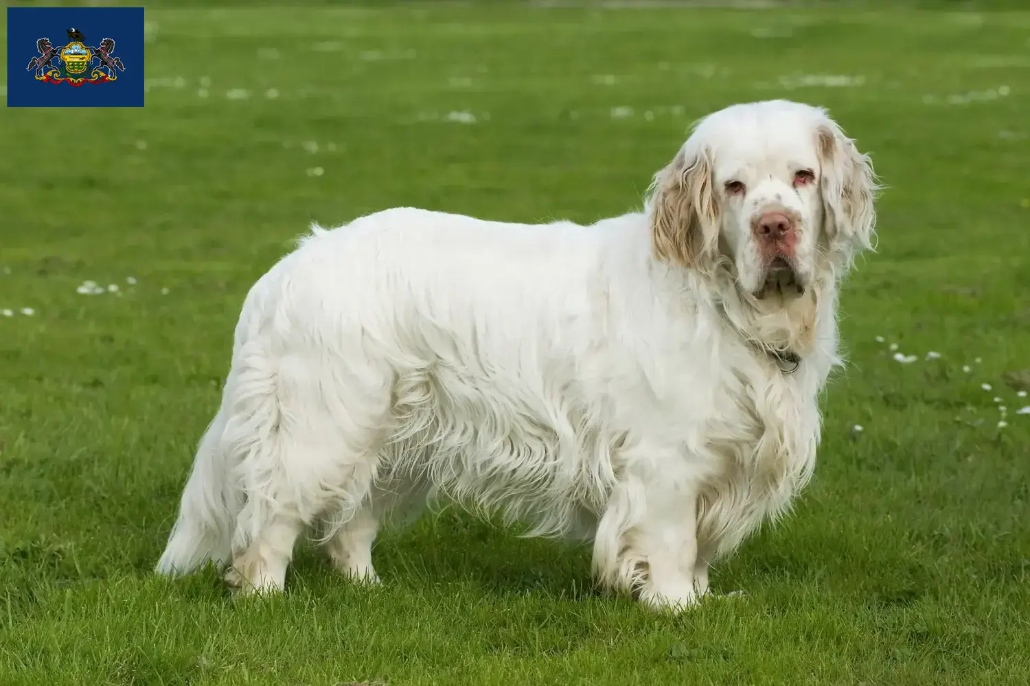 Clumber Spaniel puppies and breeders Pennsylvania Find Clumber Spaniels breeders in Pennsylvania.