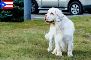 Read more about the article Clumber Spaniel breeders and puppies in Puerto Rico