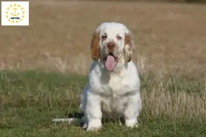Read more about the article Clumber Spaniel breeders and puppies in Rhode Island