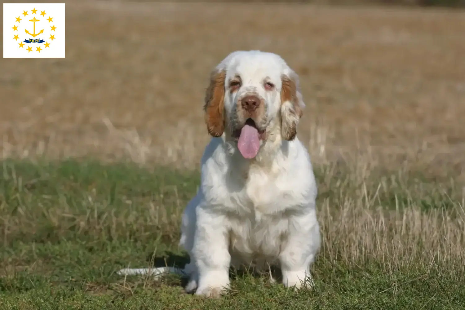 Clumber Spaniel puppies and breeders Rhode Island Find Clumber Spaniels breeders in Rhode Island.