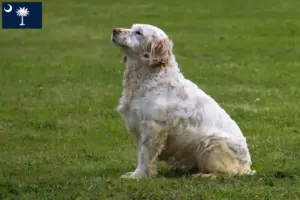Read more about the article Clumber Spaniel breeders and puppies in South Carolina