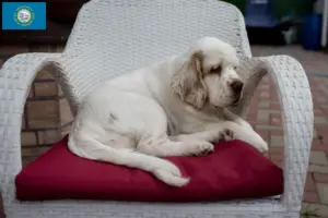 Read more about the article Clumber Spaniel breeders and puppies in South Dakota