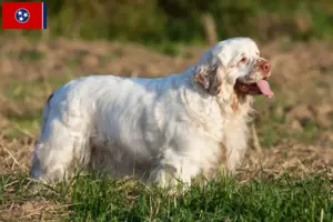 Read more about the article Clumber Spaniel breeders and puppies in Tennessee