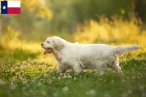 Read more about the article Clumber Spaniel breeders and puppies in Texas