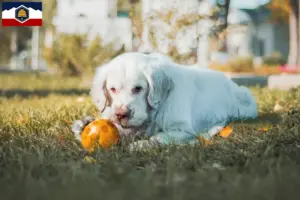 Read more about the article Clumber Spaniel breeders and puppies in Utah