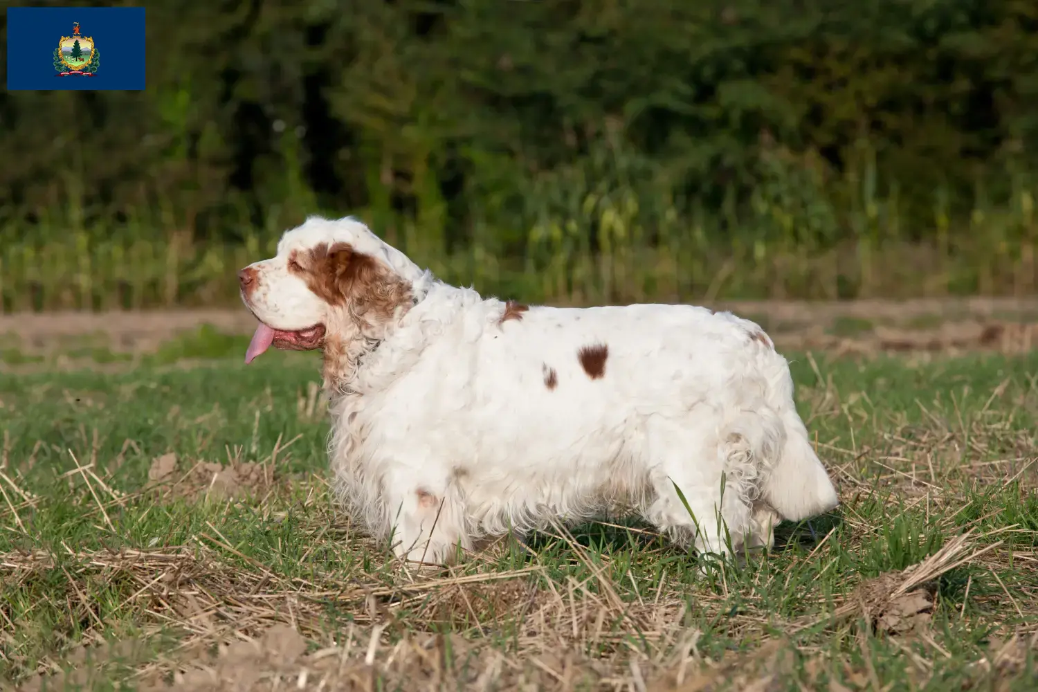 Clumber Spaniel puppies and breeders Vermont Find Clumber Spaniels breeders in Vermont.