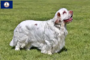 Read more about the article Clumber Spaniel breeders and puppies in Virginia