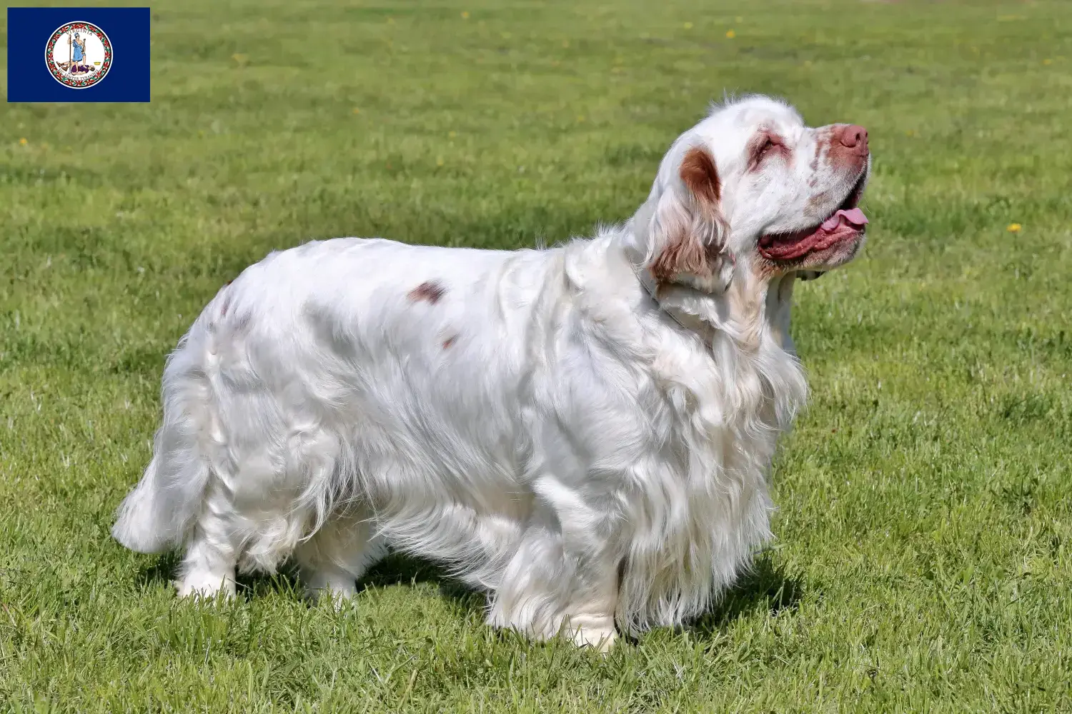 Clumber Spaniel puppies and breeder Virginia Find Clumber Spaniels breeders in Virginia.