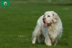 Read more about the article Clumber Spaniel breeders and puppies in Washington