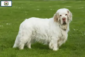 Read more about the article Clumber Spaniel breeders and puppies in West Virginia