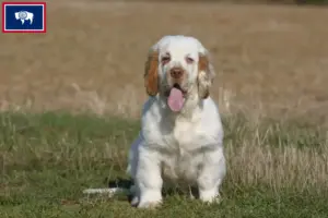 Read more about the article Clumber Spaniel breeders and puppies in Wyoming