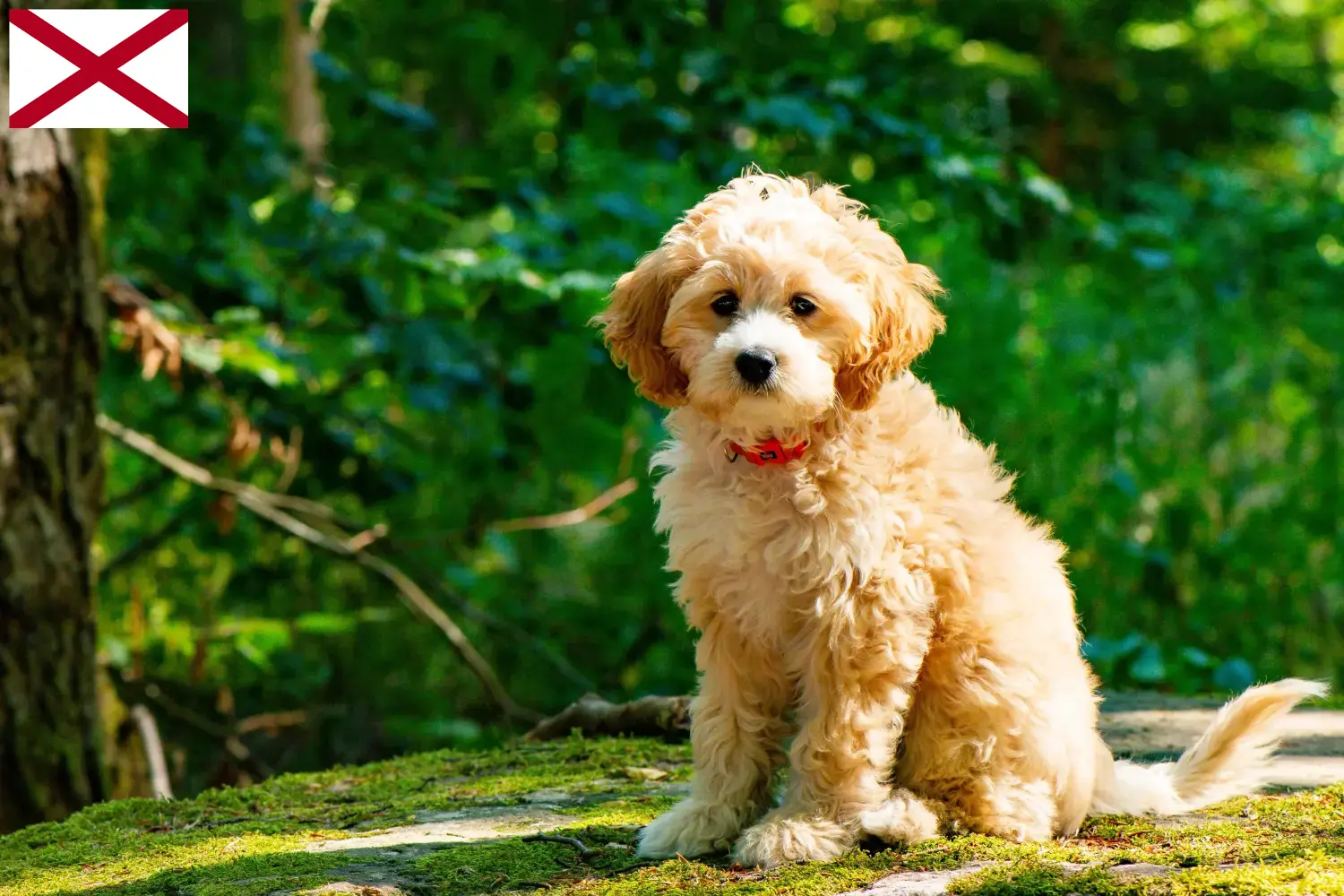 Cockapoo puppies and breeders Alabama Here you can find Cockapoos breeders in Alabama.