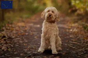 Read more about the article Cockapoo breeders and puppies in Alaska
