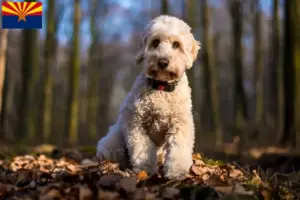 Read more about the article Cockapoo breeders and puppies in Arizona