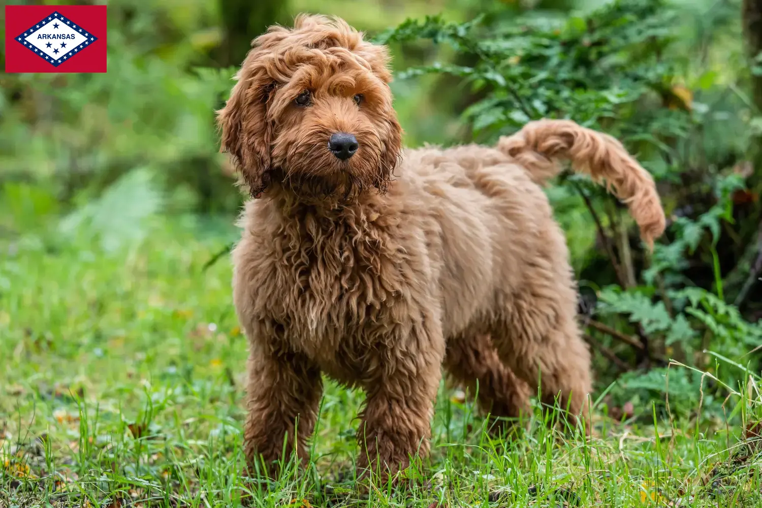 Cockapoo puppies and breeders Arkansas Here you can find Cockapoos breeders in Arkansas.