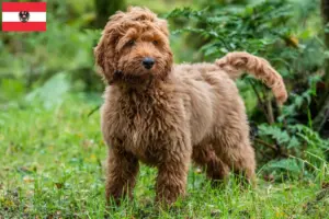 Read more about the article Cockapoo breeders and puppies in Austria