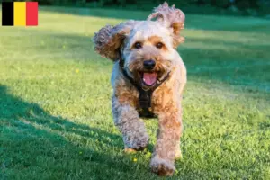 Read more about the article Cockapoo breeders and puppies in Belgium