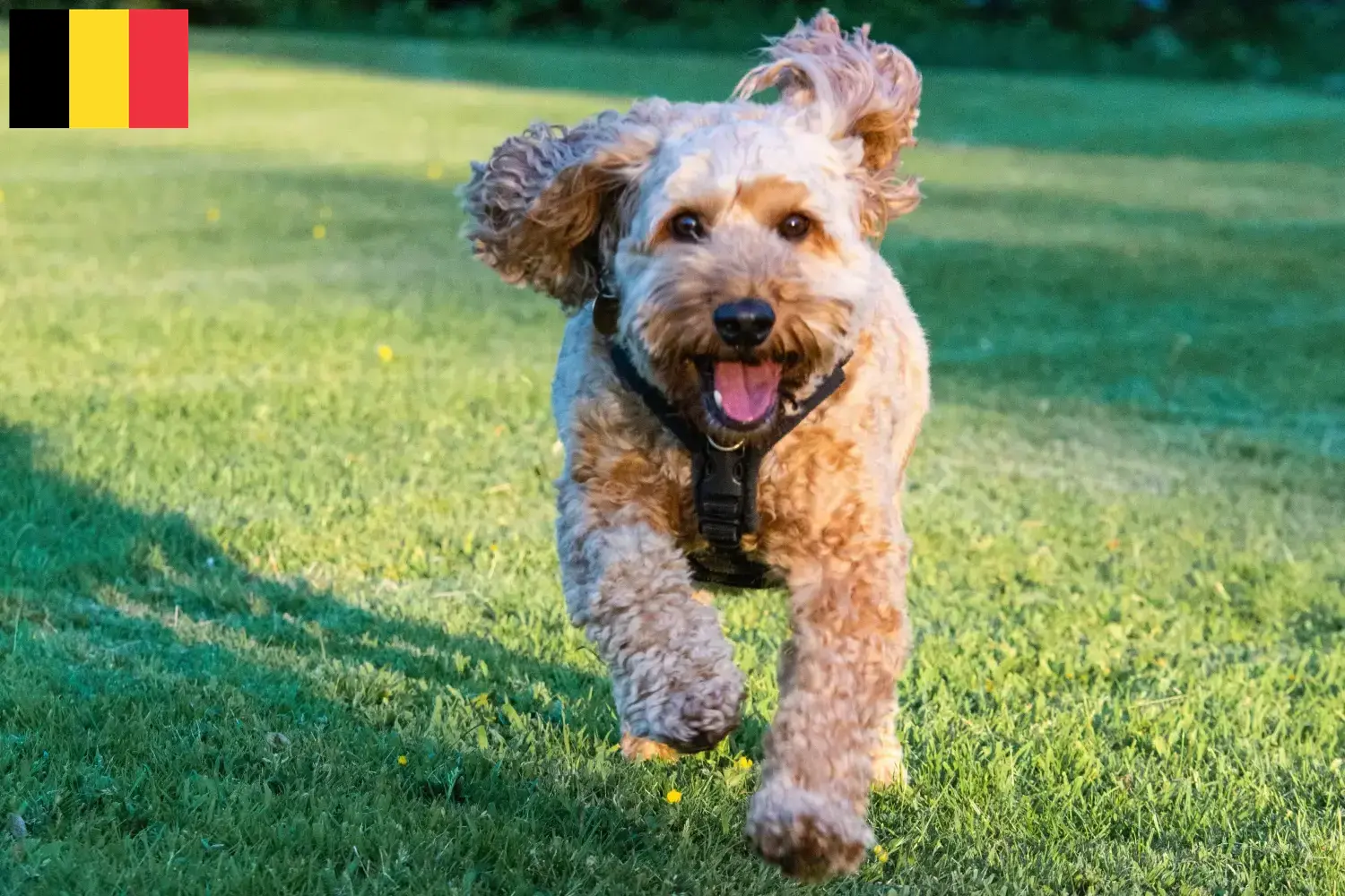 Cockapoo puppies and breeders Belgium Here you can find Cockapoos breeders in Belgium.