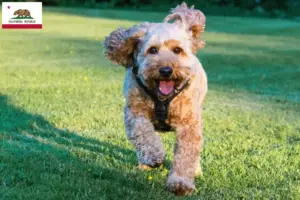 Read more about the article Cockapoo breeders and puppies in California