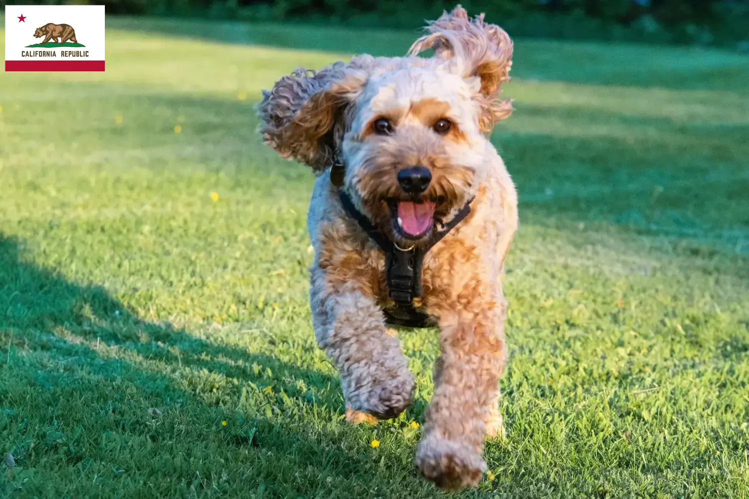 Cockapoo puppies and breeder California Here you can find Cockapoos breeders in California.