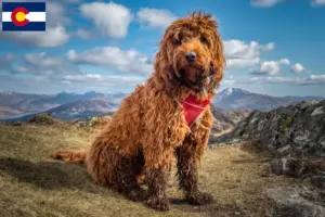 Read more about the article Cockapoo breeders and puppies in Colorado