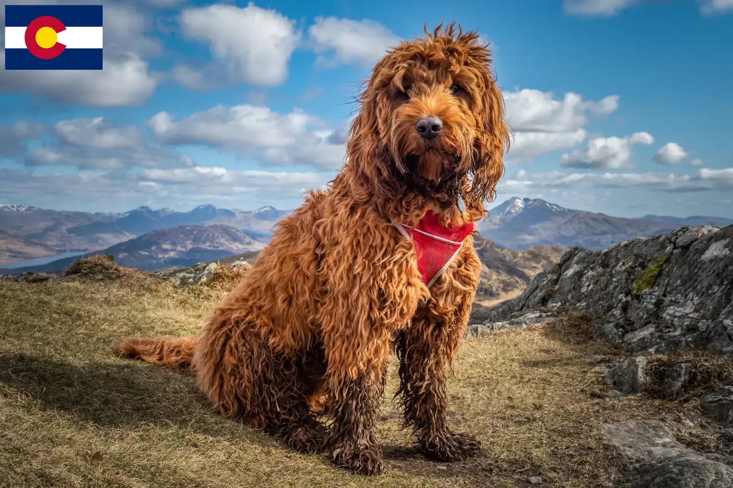Read more about the article Cockapoo breeders and puppies in Colorado