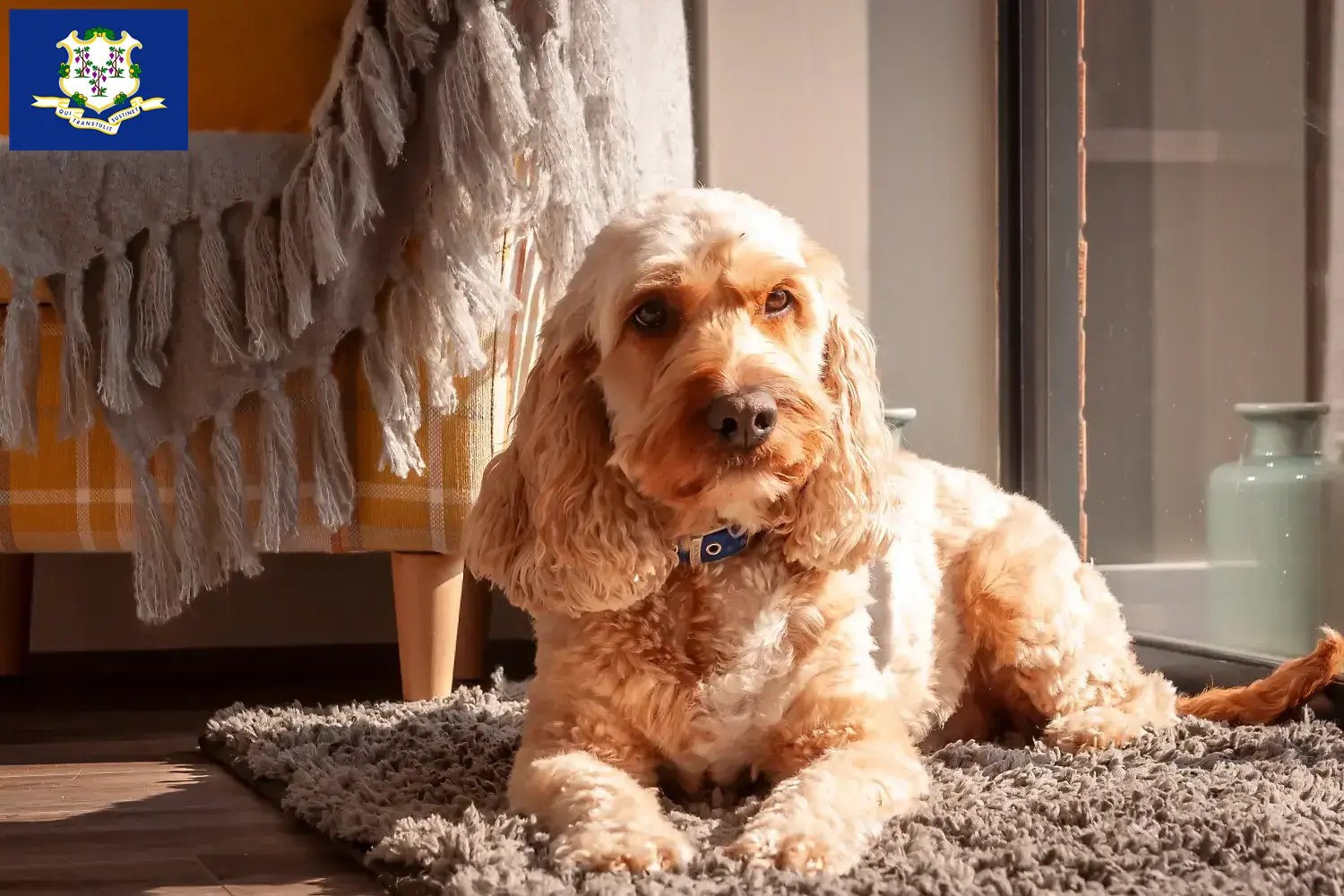 Cockapoo puppies and breeders Connecticut Here you can find Cockapoos breeders in Connecticut.