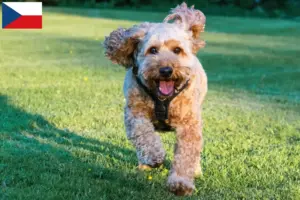 Read more about the article Cockapoo breeders and puppies in the Czech Republic