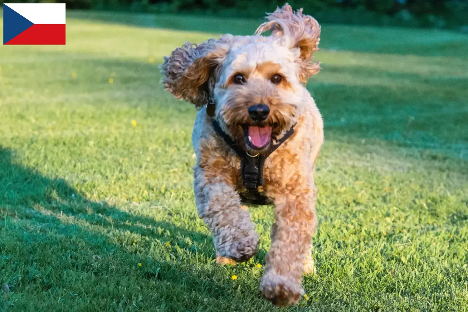 Cockapoo puppies and breeders Czech Republic Here you can find Cockapoos breeders in Czech Republic.