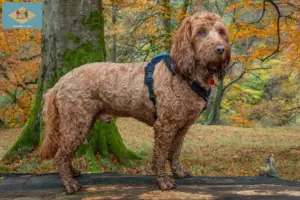 Read more about the article Cockapoo breeders and puppies in Delaware