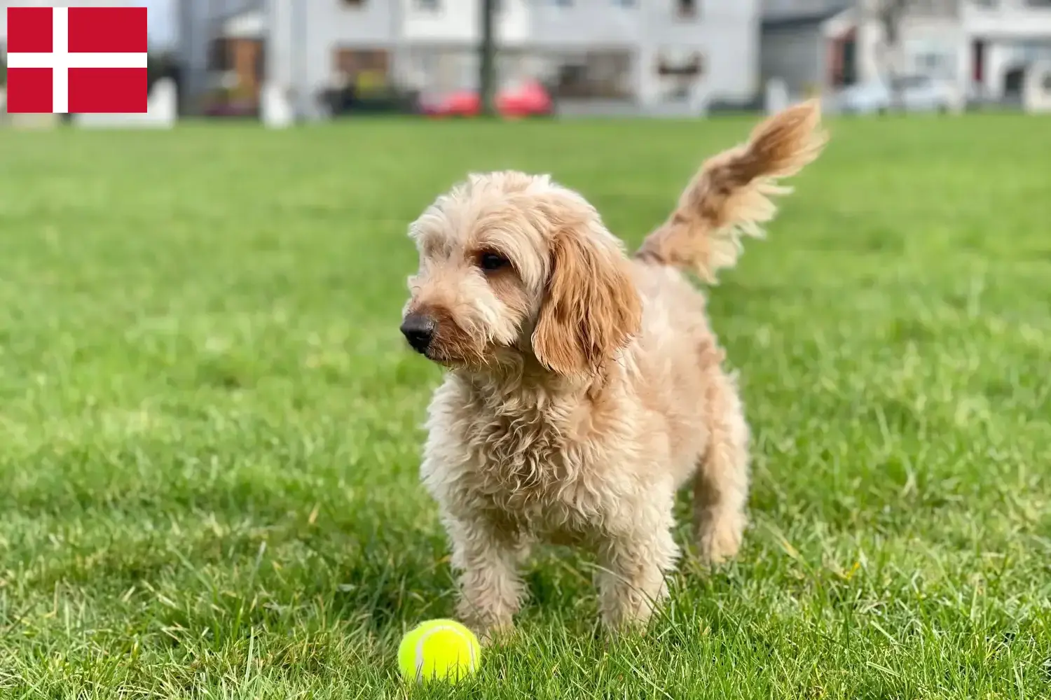 Cockapoo puppies and breeders Denmark Here you can find Cockapoos breeders in Denmark.