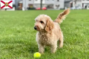 Read more about the article Cockapoo breeders and puppies in Florida