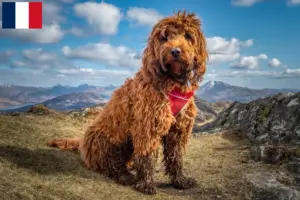 Read more about the article Cockapoo breeders and puppies in France