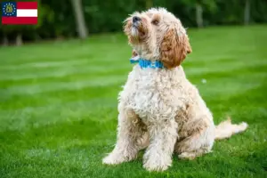 Read more about the article Cockapoo breeders and puppies in Georgia