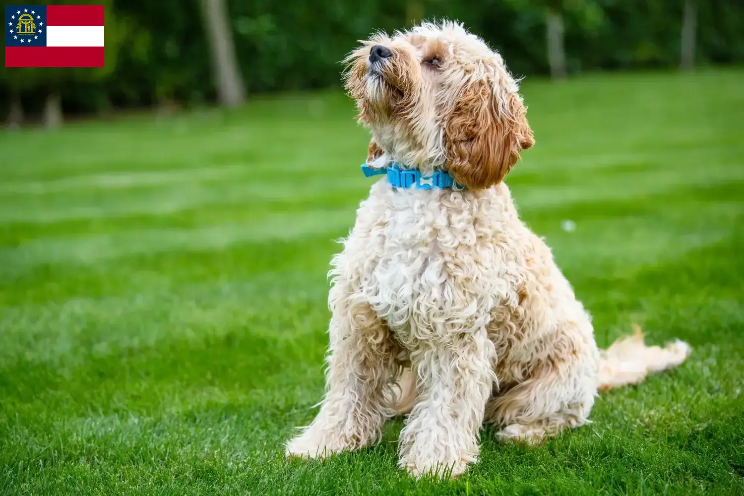 Cockapoo puppies and breeders Georgia Here you can find Cockapoos breeders in Georgia.